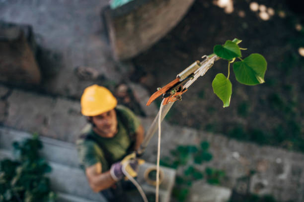 How Our Tree Care Process Works  in Savannah, TX